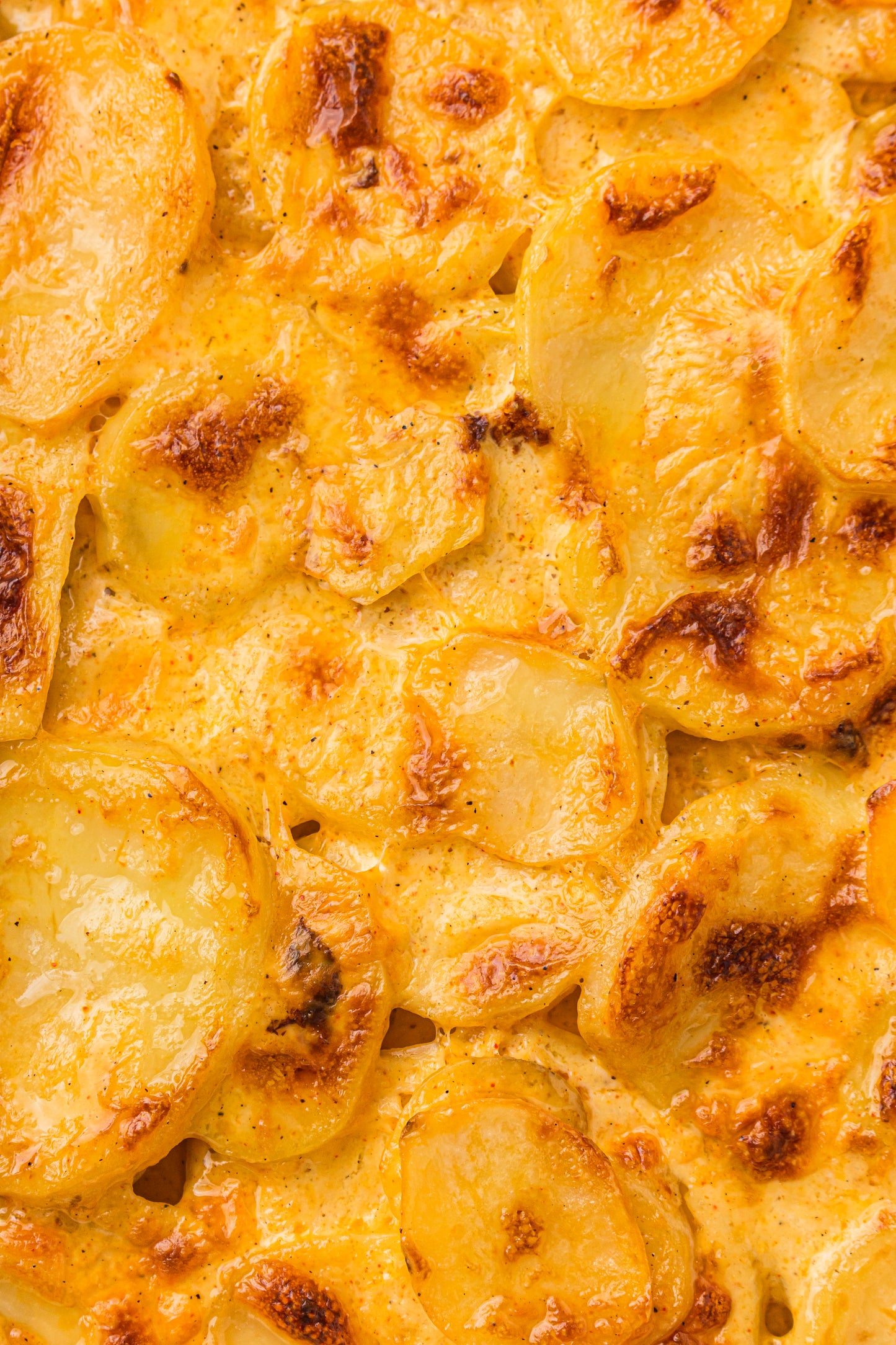 Creamy Scallop Potatoes