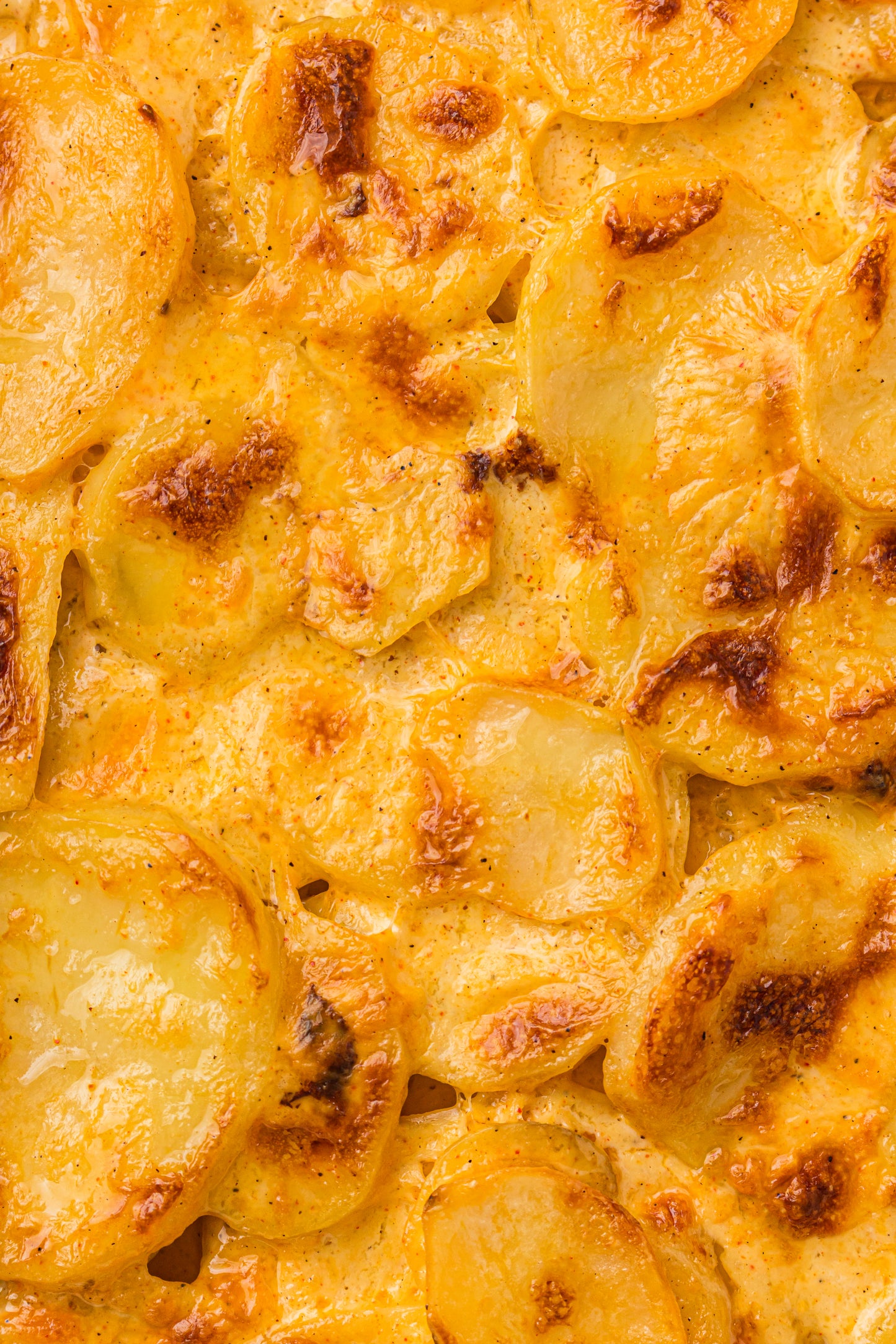 Creamy Scallop Potatoes