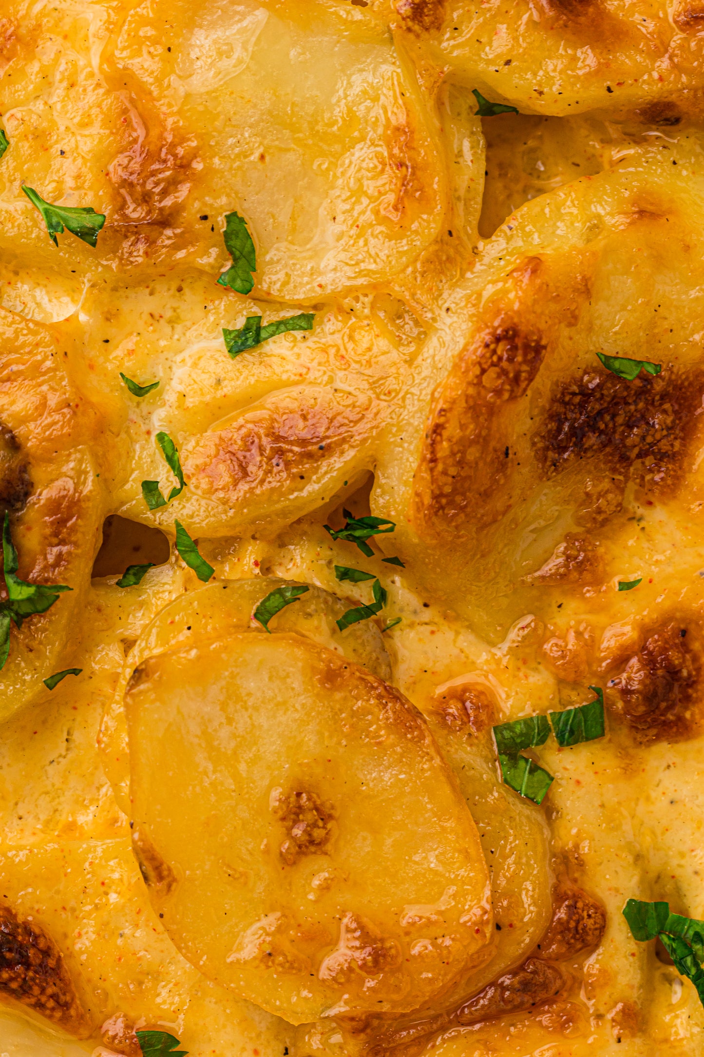 Creamy Scallop Potatoes