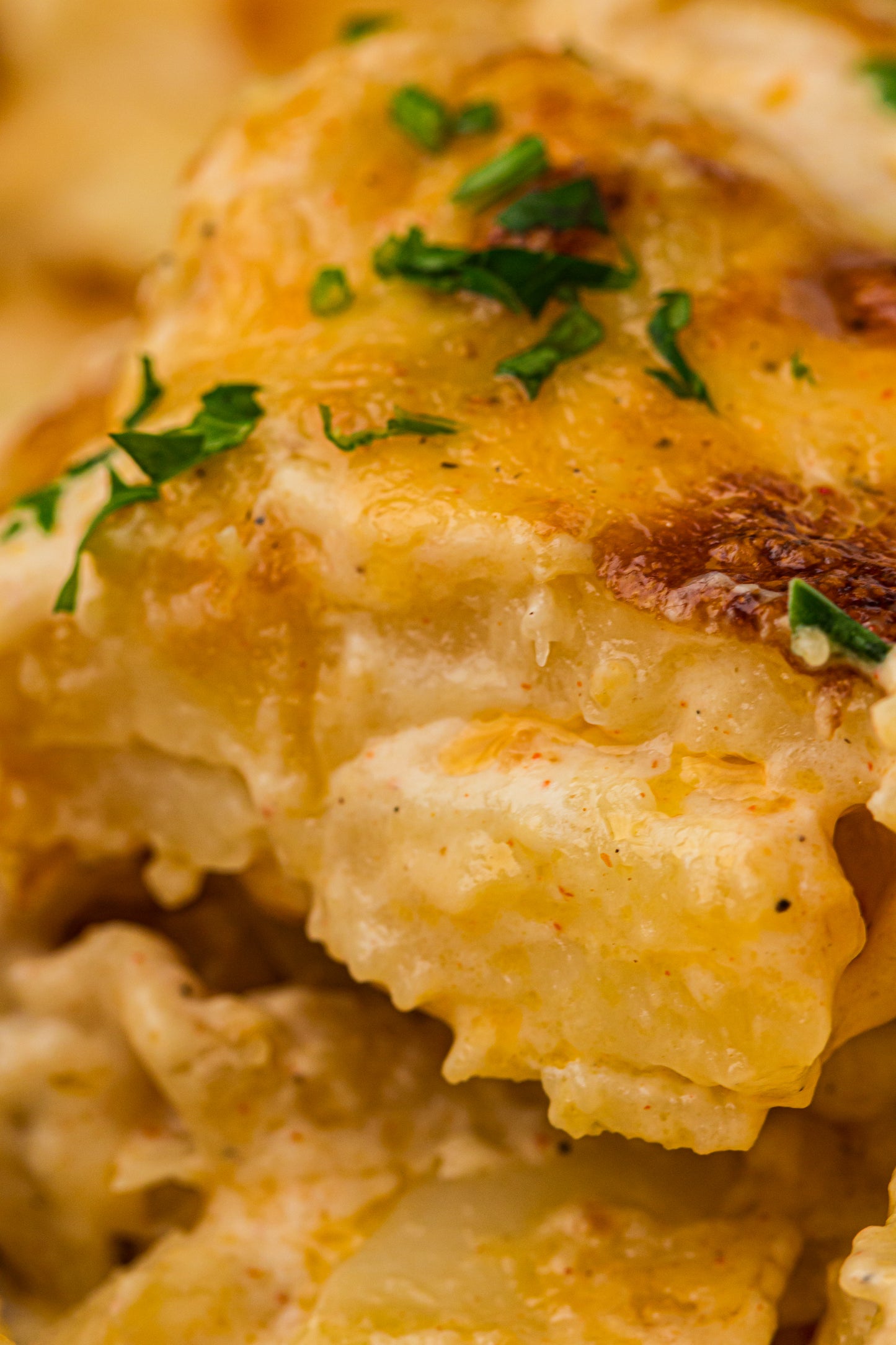 Creamy Scallop Potatoes